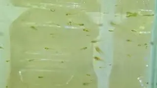Glowlight Danio (Danio choprae) fry