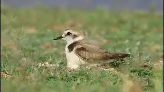 Kentish Plover - Nesting, Charadrius alexandrinus, Jamnagar, Gujarat, India.