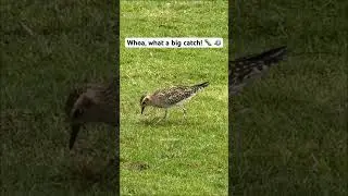 The Pacific Golden Plover fattens in Hawaii during winter 💚 #shorts #birding #birdwatching
