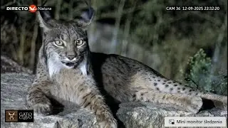 12.09.2025 Ryś iberyjski (Lynx pardinus) - Hiszpania.