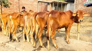 15/1/26/আজকেই সুযোগ সেরা মানের গরু কম দামে কিনুন বর্ডার এলাকা থেকে।
