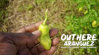 Picking Scotch Bonnet Pepper & Pimentos in Aranguez, Trinidad & Tobago