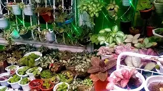 PAANO MAG PARAMI NG EPISCIA AT TIPS TO CARE EPISCIA