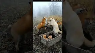 Brave mama protects her babies from mountain foxes! 🐱🏔️ #cats  #nature  #brave  #animalrescue