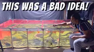 I SHOULD HAVE NEVER PUT THIS FISH IN MY 1000G POND *Disaster*