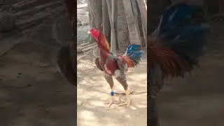 amezing quality peru breed #peru #aseel #aseelmurga #murga #bhimavaram #jajpur