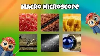 Macro Microscope Quiz , Can You Guess What This Is?