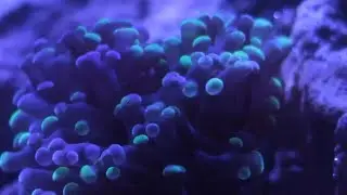 Baby corals added to the 75 gallon reef tank.