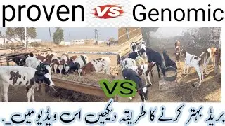 Proven vs genomic bulls/progeny of proven bulls in okara/herd uniformity/elite proven calves