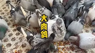 养信鸽天天都是信鸽，养几个大肉鸽也是蛮不错的。 #职业赛鸽 #信鸽赛鸽 #赛鸽比赛 #赛鸽欣赏 #幽幽信鸽