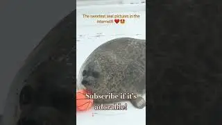 #cute #seals! #fun #nice #cool #michaelthehappyfriend #adorable #sweet #fluffy #funny #wow #lovely