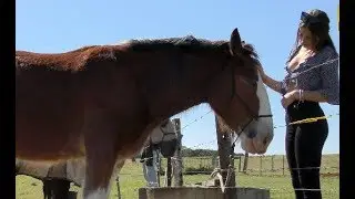 The Farm Byron Bay - A Fun Place for the Whole Family (4K)