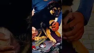 German Lover #dogs #german #dogsales #shorts