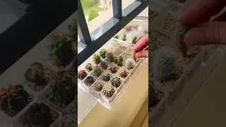 You Won't Believe These EASY Cactus Care Tips