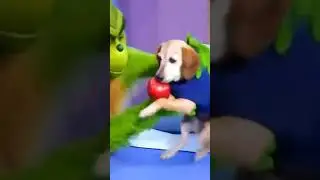 Stupid apple dog gets knee surgery random ah video #appledog #kneesurgery #meme #ai