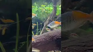 Beautiful Boesemani Rainbowfish in River Safari Singapore #shorts