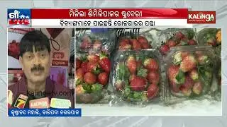 Similipal Strawberries Available in Baripada for Second Year | Kalinga TV Digital