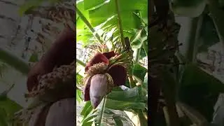 Banana Heart bloosom growing #shortvideo