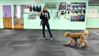 Bernie - Warm ups with Find its & Benefits of the Skill. How to Avoid a Jumping Pup.