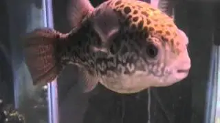 Green spotted Puffer in marine aquarium