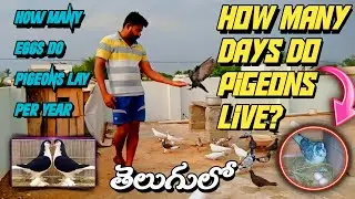 Pigeon Lifespan: How Long Do They Live in Telugu || How many eggs do pigeons lay in a year?