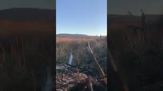 Tree planting forestry work Scottish woodlandSite Islay Hebrides Scotland
