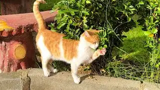 Park Walk Turned into Lunch for a Ginger Cat