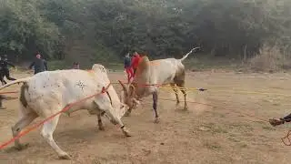 Raja vs bhai bull fight win bhai 