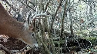 Mt. Pleasant - Nov '25