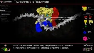 Transcription Animation 3D Molecular Biology