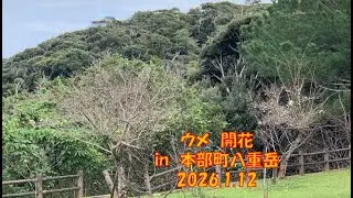 ウメ　開花　in　本部町八重岳　2026 1 12