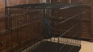 Easy to clean and assemble dog crate