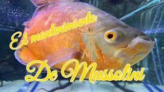 El Mantenimiento De Mussolini