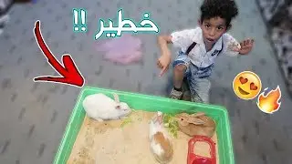 خليت اخوي الصغير يوكل الارانب !! شوفو وش صار !