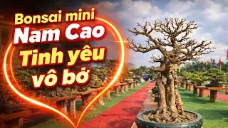 ZBV-NC4:Tiếp tục dàn Bonsai mini quá chất lượng ở triển lãm CCNT Nam Cao Nhân Hà Lý Nhân#bonsai 