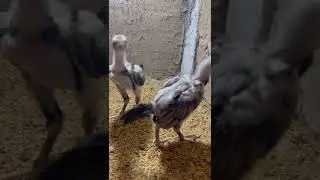 High Quality Thai Neck Locker Gamefowl Chicks for Sale #aseel #hen #murga #murgi #shamo #rooster