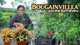 Limited Stock! 15 Rare Varieties Bougainvillea Ako Xha Hai Sathiharu | आजै बुक गर्नुहोस्!