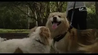 Dog Jog | Virgin Active South Africa