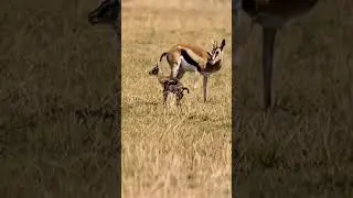 Newborn Gazelle Takes Its First Steps 🦌