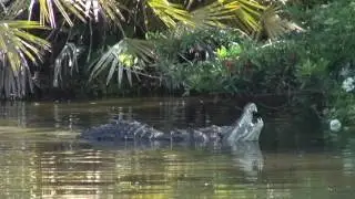 Crocodiles mating