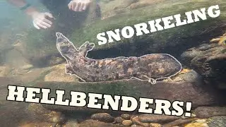 Finding TONS of Hellbenders While SNORKELING!