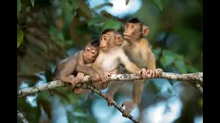 A family of monkeys eat Jack fruit | Jack fruit eating | monkey | Asian monkey | village animal