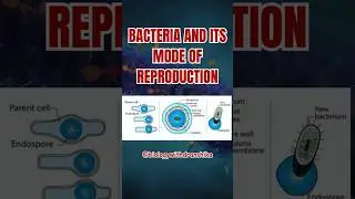 Tiny but powerful! 🦠 Bacteria reproduce, survive, and evolve like pros! #bacteria #binaryfission