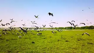 Drone footage of beautiful Sudan in Africa - Storks, the Nile, Darfur