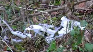 Ice Flowers, Strange Ice Formations