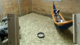 Lambcam 4/16/24