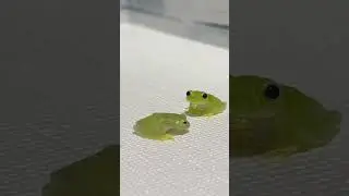 目がパチパチして可愛いぷよぷよカエル。＃グミガエル＃フライシュマンアマガエルモドキ