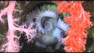 Celebrating the Deep | Underwater Oases of the Mar Del Plata Canyon