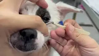 Vet Eyelid Eversion and Meibography