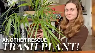 Another Trash Rescue Plant! Palm Rescue